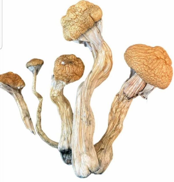 Buy Golden Teacher Mushrooms