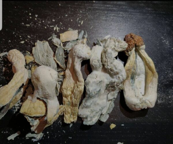 Buy B Plus Cubensis Strain Online