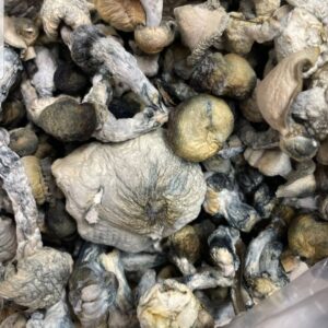 Cambodia Mushrooms