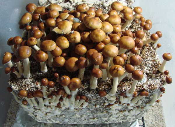 Mazatapec Magic Mushroom On Sale