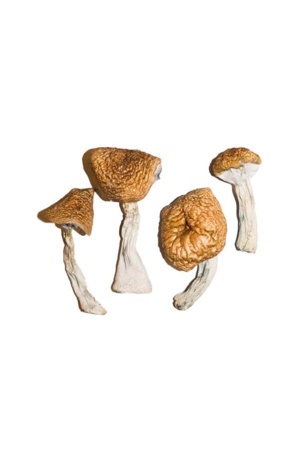 Burmese Mushroom