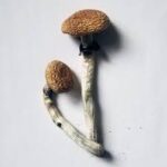 Buy Golden Teacher Magic Mushrooms