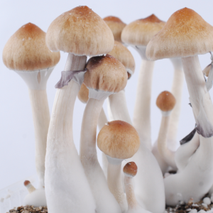 Buy Ecuador Magic Mushroom