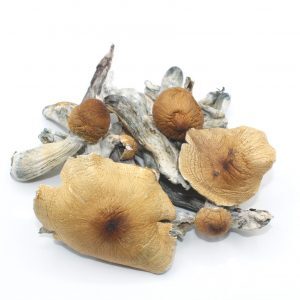 Buy Transkei Magic Mushroom