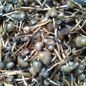 Psilocybe semilanceata (Liberty Caps)